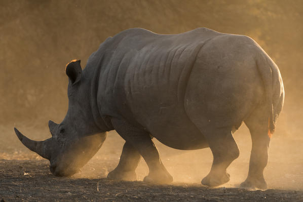 White rhinoceros (Ceratotherium simum), Kalahari, Botswana.