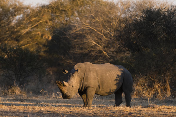 White rhinoceros (Ceratotherium simum), Kalahari, Botswana.