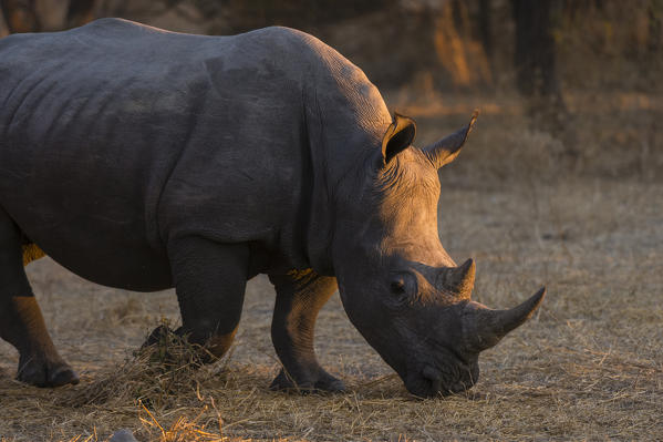 White rhinoceros (Ceratotherium simum), Kalahari, Botswana.