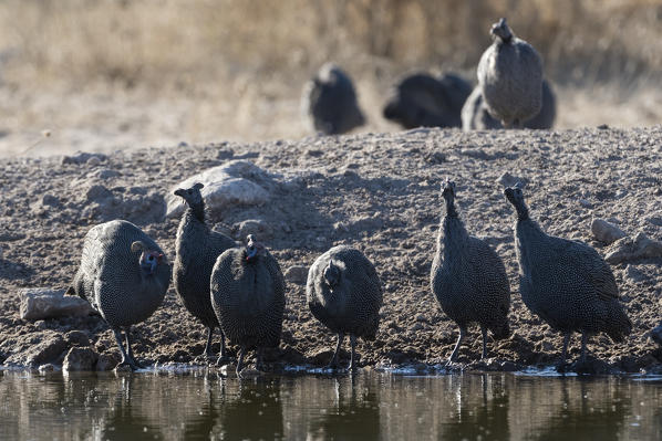 Helmeted guineafowl (Numida meleagris), Kalahari, Botswana.