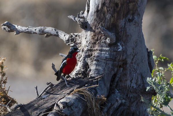 Crimson-breasted shrike (Laniarius atrococcineus), Kalahari, Botswana.