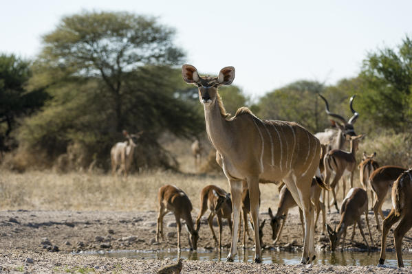 Greater kudu (Tragelaphus strepsiceros), Kalahari, Botswana.