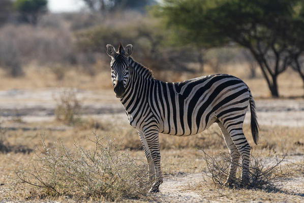 Burchell's zebra (Equus quagga burchellii), Moremi Game Reserve, Okavango Delta, Botswana.