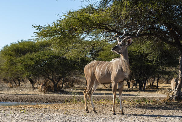 Greater kudu (Tragelaphus strepsiceros), Kalahari, Botswana.