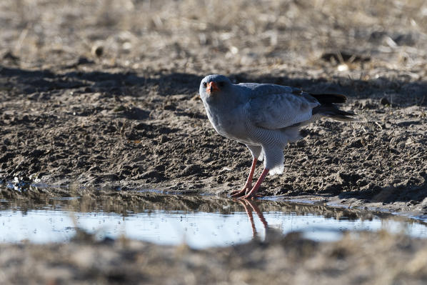 A pale chanting-goshawk (Melierax canorus), Kalahari, Botswana.