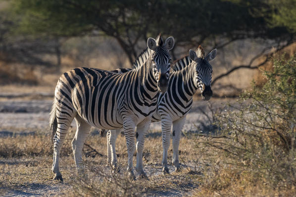 Burchell's zebra (Equus quagga burchellii), Moremi Game Reserve, Okavango Delta, Botswana.