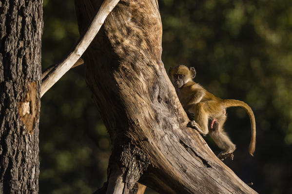 Chacma Baboon (Papio hamadryas ursinus), Moremi Game Reserve, Okavango Delta, Botswana.