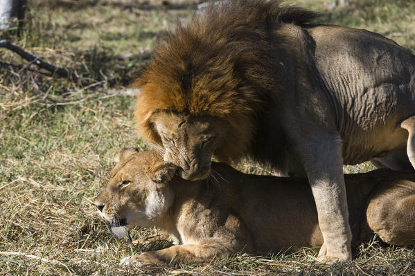 Lion (Panthera leo), Moremi Game Reserve, Okavango Delta, Botswana.