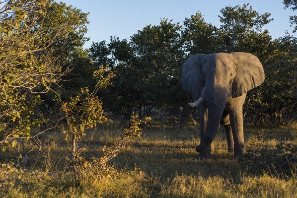 African elephant (Loxodonta africana), Moremi Game Reserve, Okavango Delta, Botswana.
