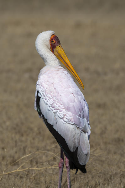 Yellow-billed Stork (Mycteria ibis), 
Moremi Game Reserve, Okavango Delta, Botswana.