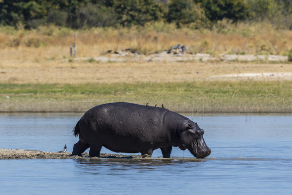 Hippopotamus (Hippopotamus amphibius), Moremi Game Reserve, Okavango Delta, Botswana.