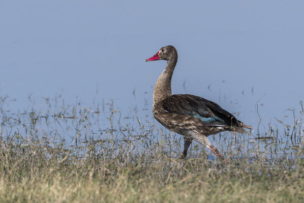 Spur-winged Goose (Plectropterus gambensis), Moremi Game Reserve, Okavango Delta, Botswana.