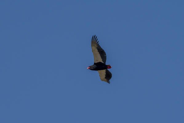 Bateleur (Terathopius ecaudatus), Moremi Game Reserve, Okavango Delta, Botswana.