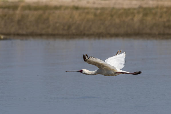 African Spoonbill (Platalea alba), Moremi Game Reserve, Okavango Delta, Botswana.