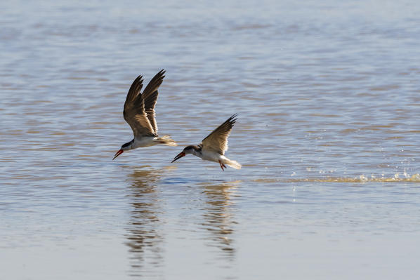 African skimmers (Rynchops flavirostris), Moremi Game Reserve, Okavango Delta, Botswana.