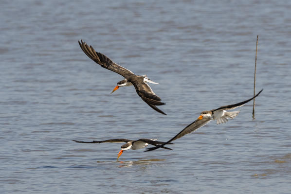 African skimmers (Rynchops flavirostris), Moremi Game Reserve, Okavango Delta, Botswana.