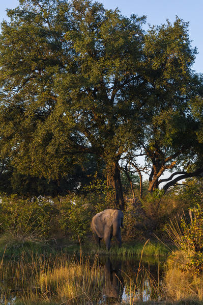 African elephant (Loxodonta africana), Moremi Game Reserve, Okavango Delta, Botswana.