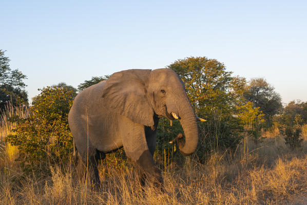 African elephant (Loxodonta africana), Moremi Game Reserve, Okavango Delta, Botswana.