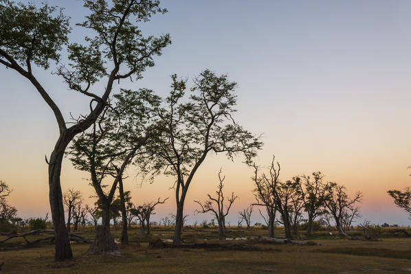 Moremi Game Reserve at sunset, Okavango Delta, Botswana.