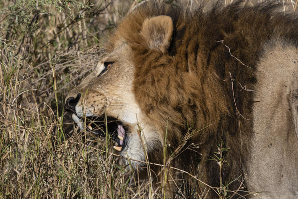 A male lion (Panthera leo) feeding on grass, Moremi Game Reserve, Okavango Delta, Botswana.