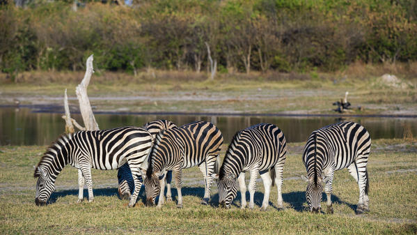 Burchell's zebras (Equus quagga burchellii), Khwai Conservation Area, Okavango Delta, Botswana.
