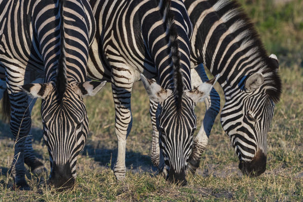 Burchell's zebras (Equus quagga burchellii), Khwai Conservation Area, Okavango Delta, Botswana.