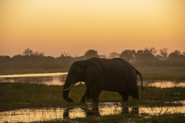 African elephant (Loxodonta africana), Khwai Conservation Area, Okavango Delta, Botswana.