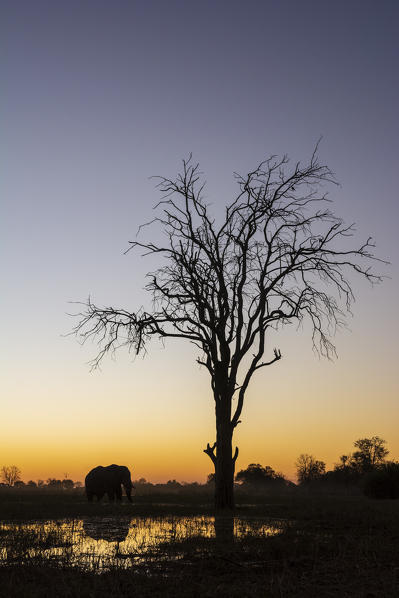 African elephant (Loxodonta africana), Khwai Conservation Area, Okavango Delta, Botswana.