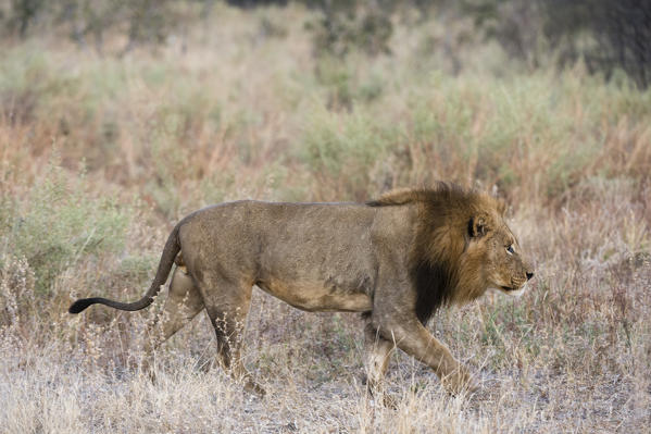 Lion (Panthera leo), Khwai Conservation Area, Okavango Delta, Botswana.