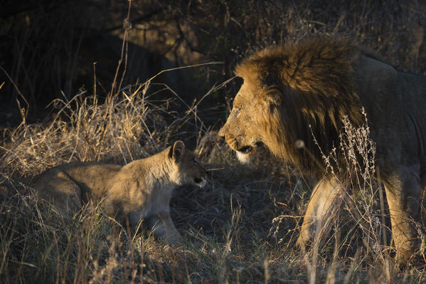 A male lion (Panthera leo) with a cub, Khwai Conservation Area, Okavango Delta, Botswana.