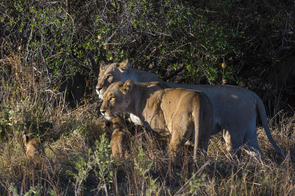 Lions (Panthera leo), Khwai Conservation Area, Okavango Delta, Botswana.