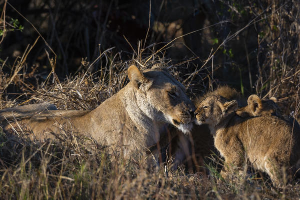 Lioness (Panthera leo) and cub, Khwai Conservation Area, Okavango Delta, Botswana.