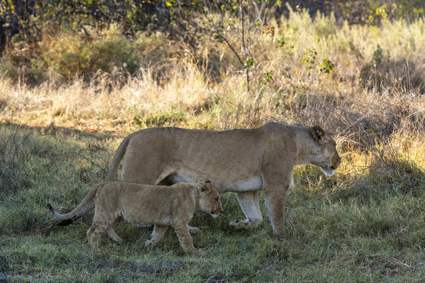 Lioness (Panthera leo) and cub, Khwai Conservation Area, Okavango Delta, Botswana.