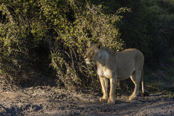 Lioness (Panthera leo), Khwai Conservation Area, Okavango Delta, Botswana.