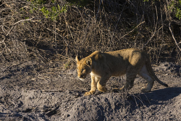 Lion cub (Panthera leo), Khwai Conservation Area, Okavango Delta, Botswana.