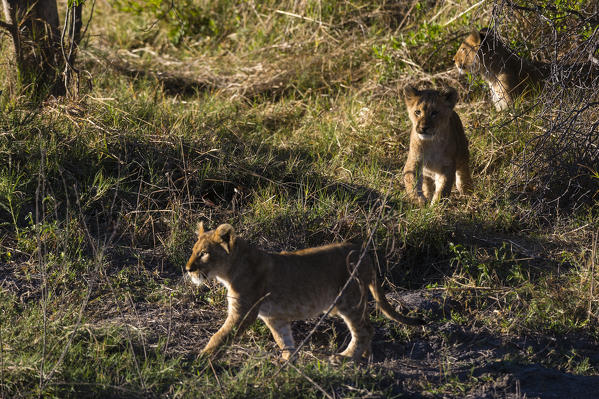 Lion cubs (Panthera leo), Khwai Conservation Area, Okavango Delta, Botswana.