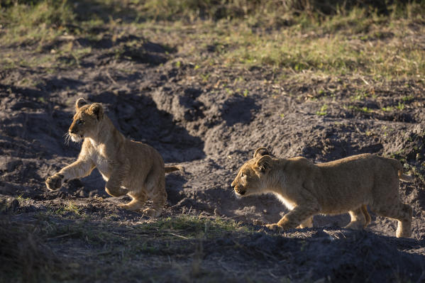 Two lion cubs, Panthera leo, playing.