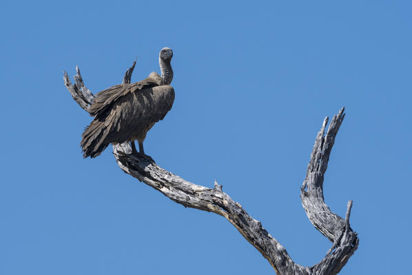 White-backed vulture (Gyps africanus), Khwai Conservation Area, Okavango Delta, Botswana.