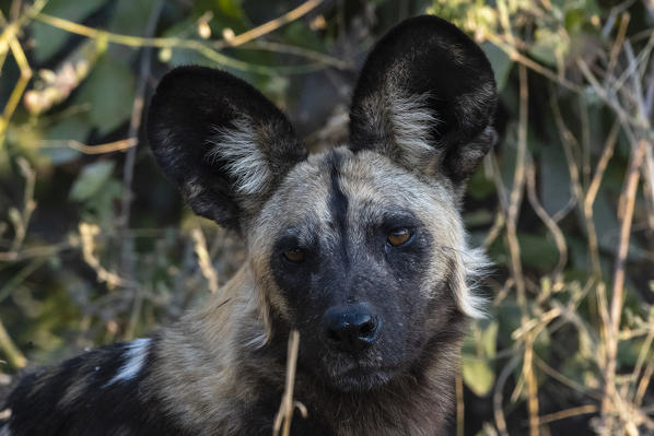 African Wild Dog (Lycaon pictus) , Khwai Conservation Area, Okavango Delta, Botswana.
