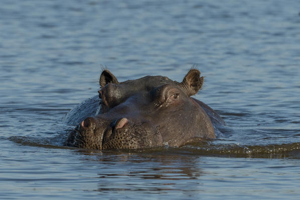 Hippopotamus (Hippopotamus amphibius), Khwai Conservation Area, Okavango Delta, Botswana.