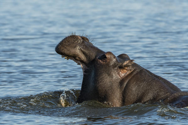 Hippopotamus (Hippopotamus amphibius), Khwai Conservation Area, Okavango Delta, Botswana.