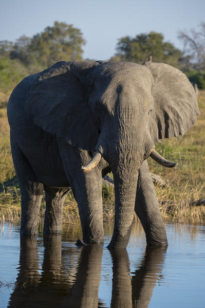 African elephant (Loxodonta africana), Khwai Conservation Area, Okavango Delta, Botswana.