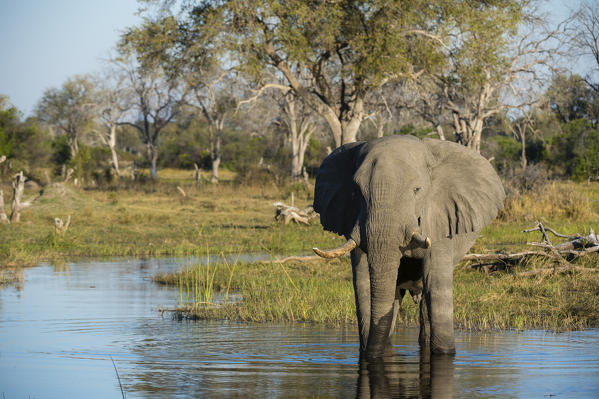African elephant (Loxodonta africana), Khwai Conservation Area, Okavango Delta, Botswana.