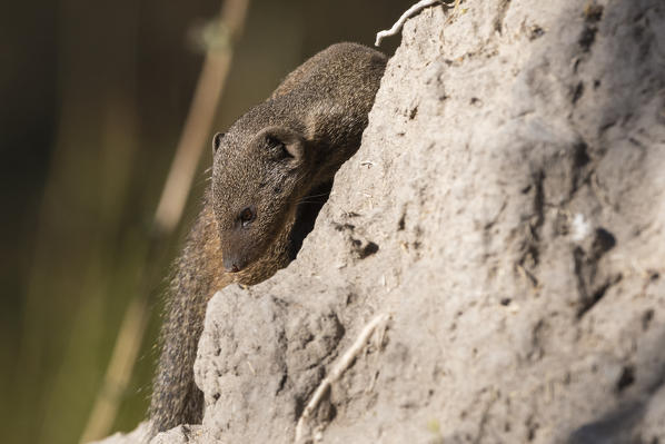 Dwarf mongoose (Helogale parvula), Khwai Conservation Area, Okavango Delta, Botswana.