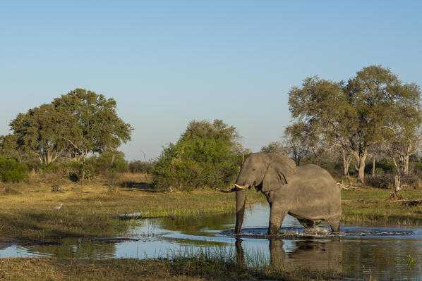 African elephant (Loxodonta africana), Khwai Conservation Area, Okavango Delta, Botswana.