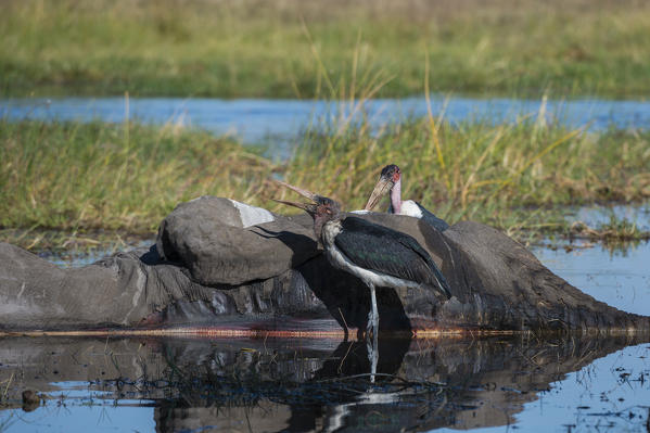 Marabou stork (Leptoptilos crumeniferus) feding on an elephant carcass, Khwai Conservation Area, Okavango Delta, Botswana.