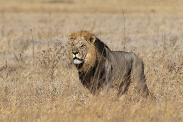 Lion (Panthera leo), Savuti, Chobe National Park, Botswana.