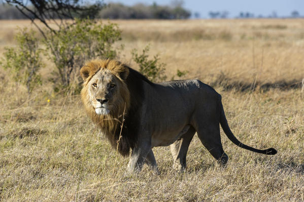 Lion (Panthera leo), Savuti, Chobe National Park, Botswana.