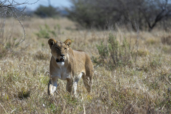 Lioness (Panthera leo), Savuti, Chobe National Park, Botswana.