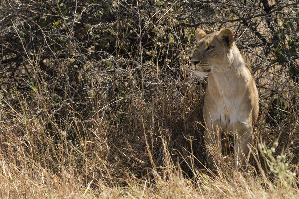 Lioness (Panthera leo), Savuti, Chobe National Park, Botswana.
